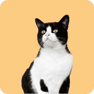Katze Katze