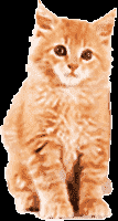 Katze Katze