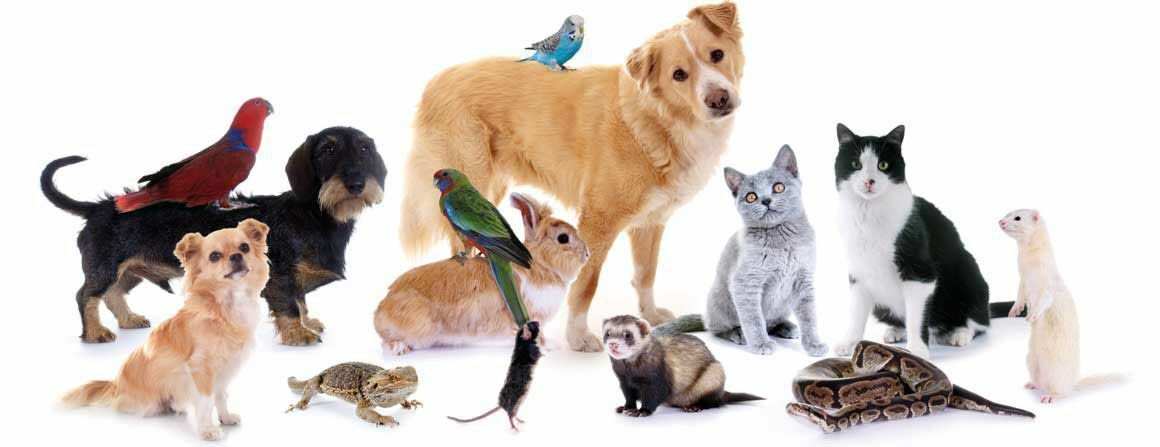 Hund, Katze, Reptilien Vogel Gruppenfoto
