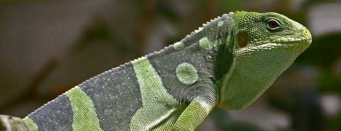 Fidj Leguan bei uns im Terrarium