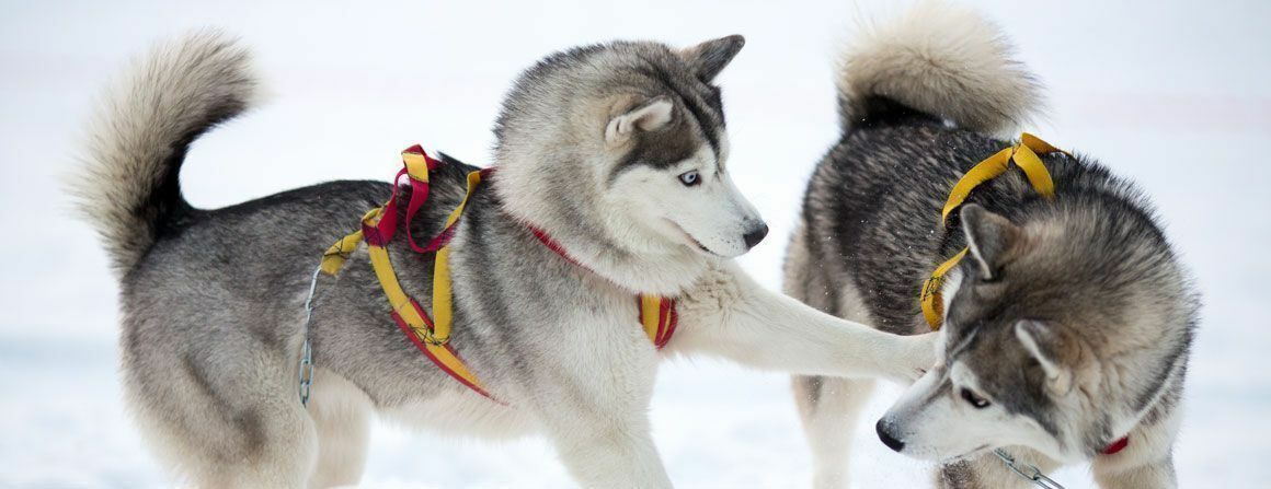 Spielende Sibirien Huskies