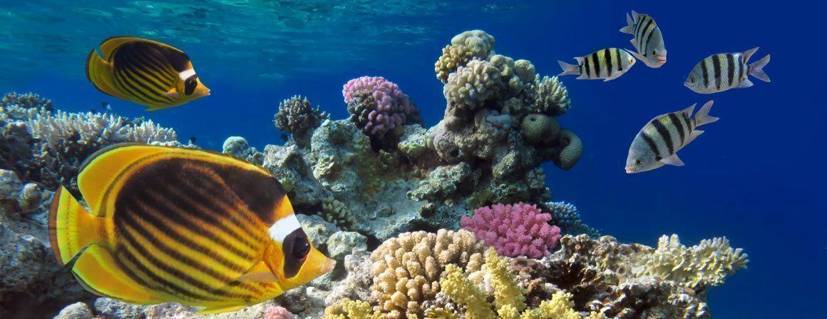 Unterwaseraufnahme Korallenriff