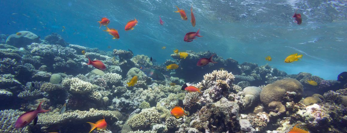 Korallenriff, Great Barrier Reef