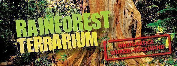Rainforest Tarrarium Header